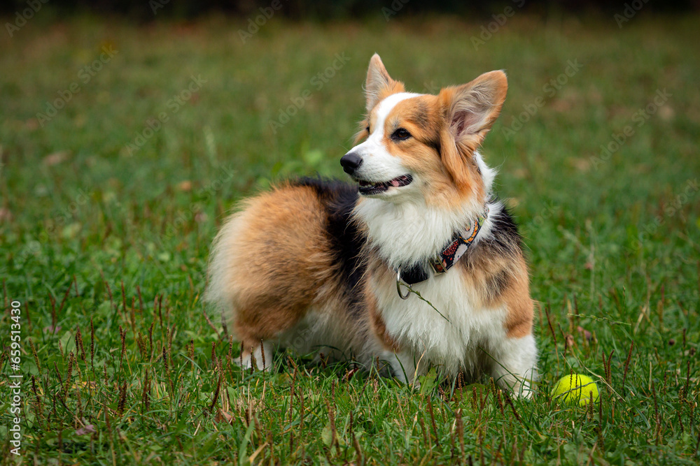 Dog breed Welsh Corgi Pembroke on the green grass..
Dog breed Welsh Corgi Pembroke on the green grass..