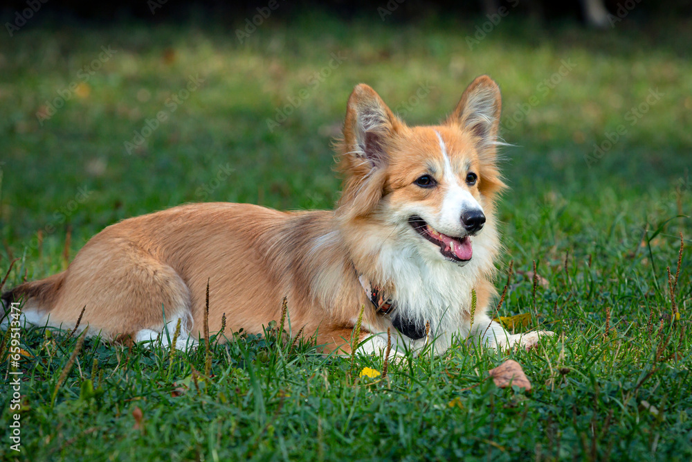 Dog breed Welsh Corgi Pembroke on the green grass..
Dog breed Welsh Corgi Pembroke on the green grass..