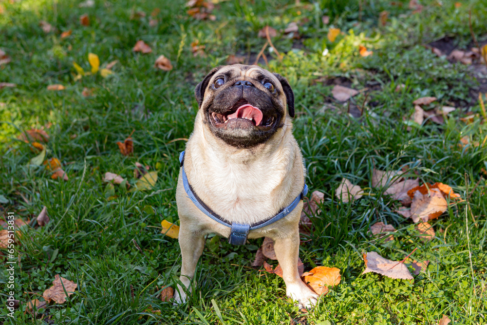 Small pug dog in autumn park on the grass among fallen leaves