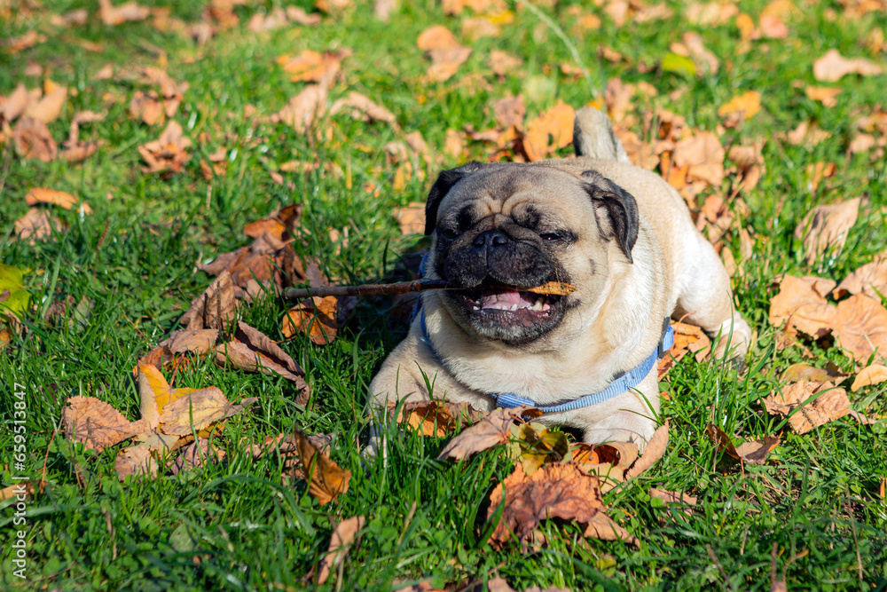 Small pug dog in autumn park on the grass among fallen leaves Small pug dog in autumn park on the grass among fallen leaves