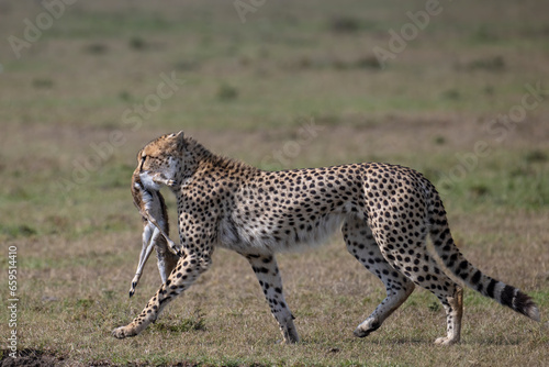 Cheetah with baby Gazelle kill, Masai Mara, Kenya © David McGowen