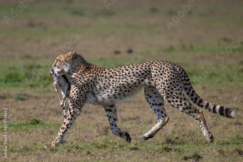 Cheetah with baby Gazelle kill, Masai Mara, Kenya