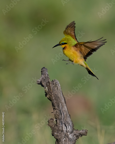 Little Bee Eater, Masai Mara, Kenya