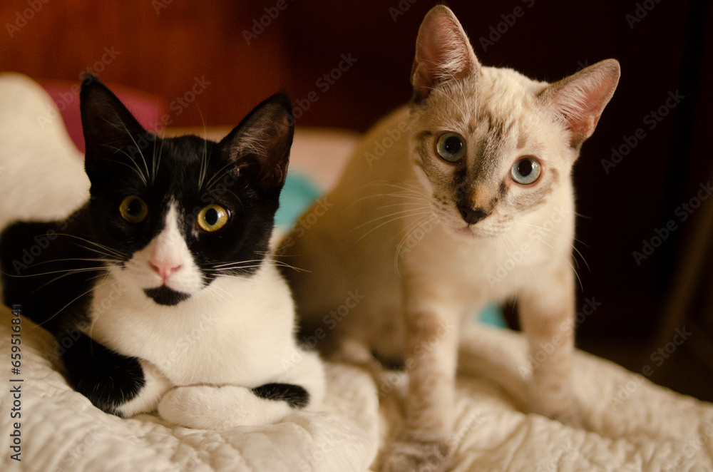 portrait of two cats portrait of two cats