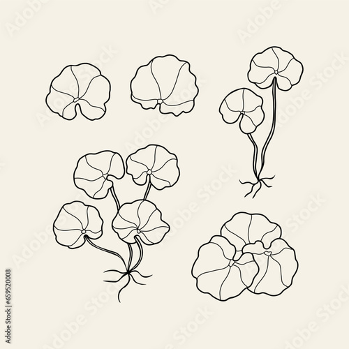 Line art gotu kola. Centella asiatica drawing	
