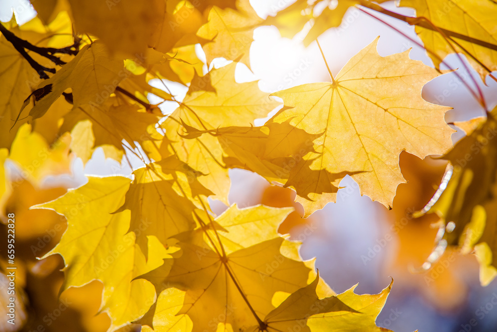 Autumn background-yellow maple leaves in the city Park
Autumn background-yellow maple leaves in the city Park