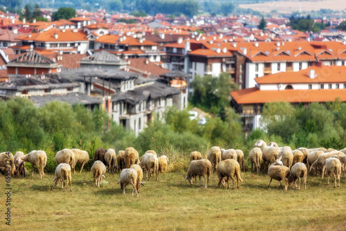 Summer town panorama of bulgarian all seasons resort Bansko, Bulgaria and sheeps flock © Nataliya