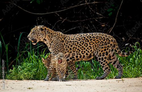A mother jaguar stands with her two cubs on a sandy beach in the Pantanal of Brazil