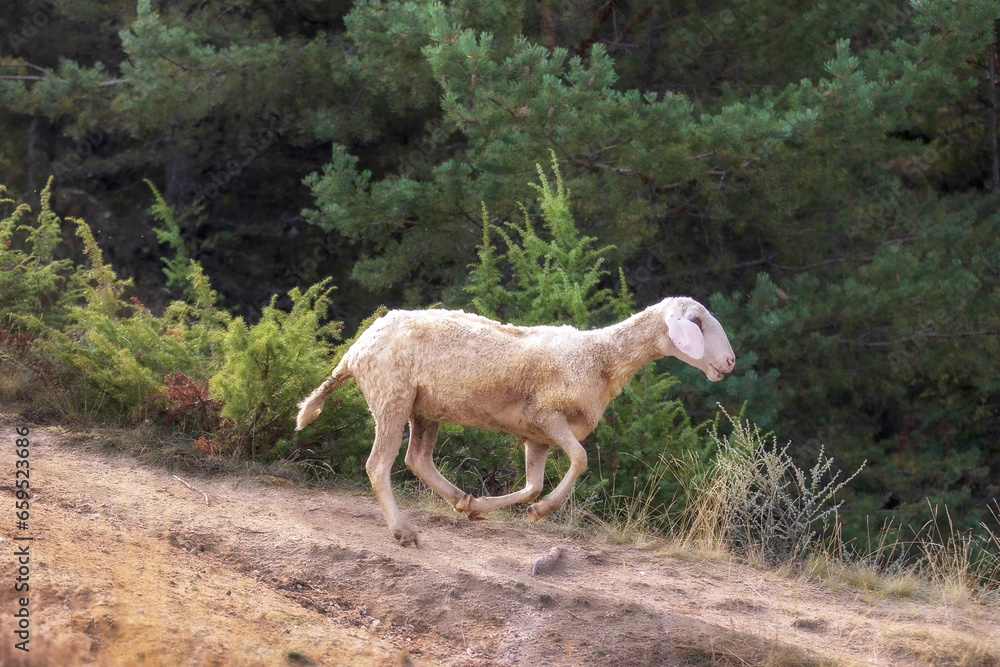 Sheep full of sticky buds running down the hill in the forest Sheep full of sticky buds running down the hill in the forest