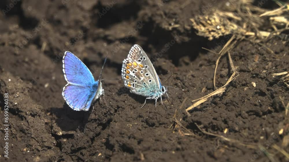 Interactions of two adorable blue butterflies. Common blue (Lycaena icarus, Polyommatus icarus, males). Steppe of Kerch Peninsula, Crimea Interactions of two adorable blue butterflies. Common blue (Lycaena icarus, Polyommatus icarus, males). Steppe of Kerch Peninsula, Crimea