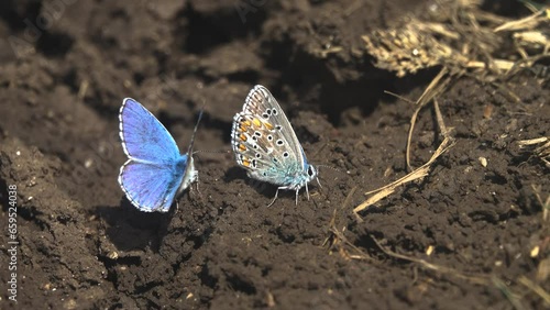 Interactions of two adorable blue butterflies. Common blue (Lycaena icarus, Polyommatus icarus, males). Steppe of Kerch Peninsula, Crimea photo