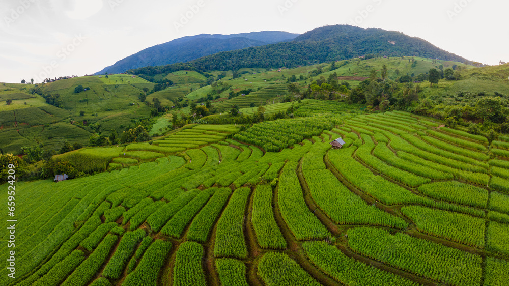 View of the Terraced Rice Field in Chiangmai, Thailand, Pa Pong Piang rice terraces, green rice paddy fields during rain season