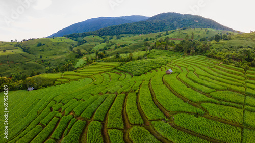 View of the Terraced Rice Field in Chiangmai, Thailand, Pa Pong Piang rice terraces, green rice paddy fields during rain season © Chirapriya
