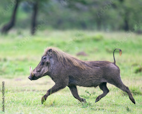 Valokuva Warthog, Masai Mara, Kenya