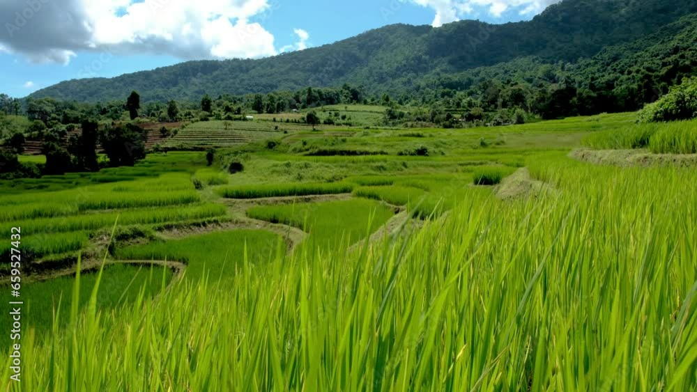 Terraced Rice Field in Chiangmai, Thailand during the green rainy season Terraced Rice Field in Chiangmai, Thailand during the green rainy season