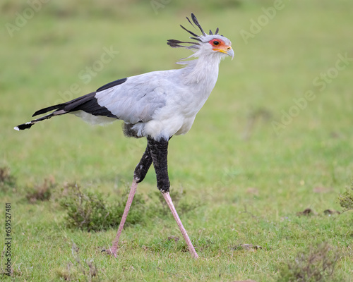 Secretary Bird, Masai Mara, Kenya