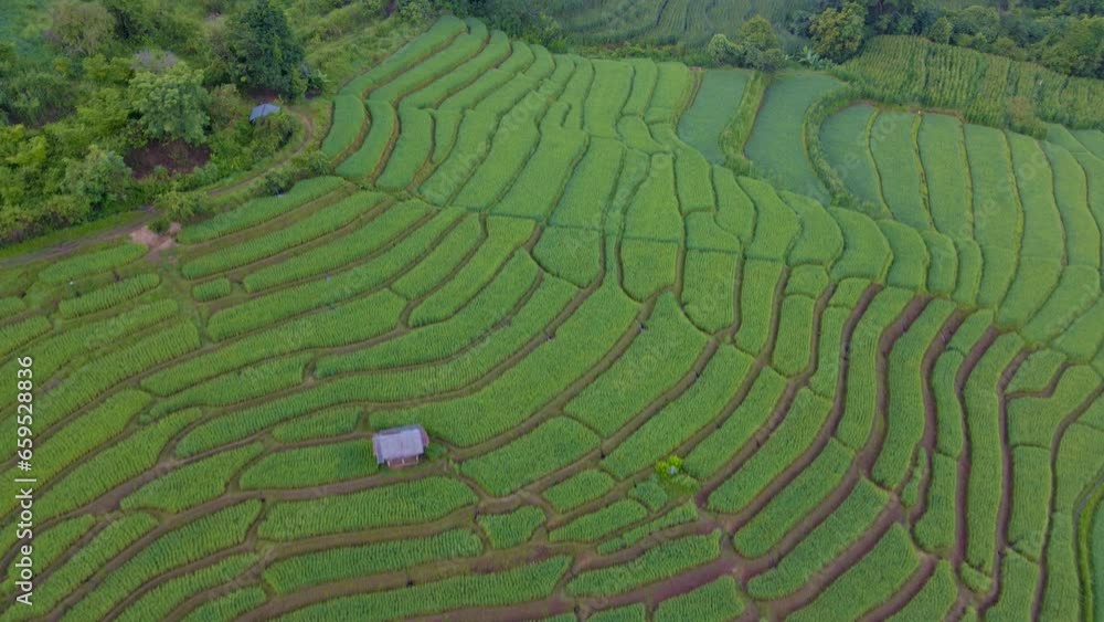 Terraced Rice Field in Chiangmai, Thailand Pa Pong Piang, green rice field with small farm hut during a foggy sunrise Terraced Rice Field in Chiangmai, Thailand Pa Pong Piang, green rice field with small farm hut during a foggy sunrise