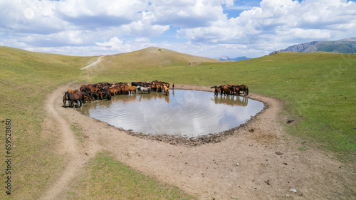 Billede på lærred A herd of horses in the mountains near a watering hole