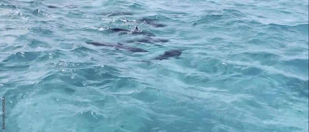dolphins swimming just below the water surface with their fins poking out, horizontal orientation,