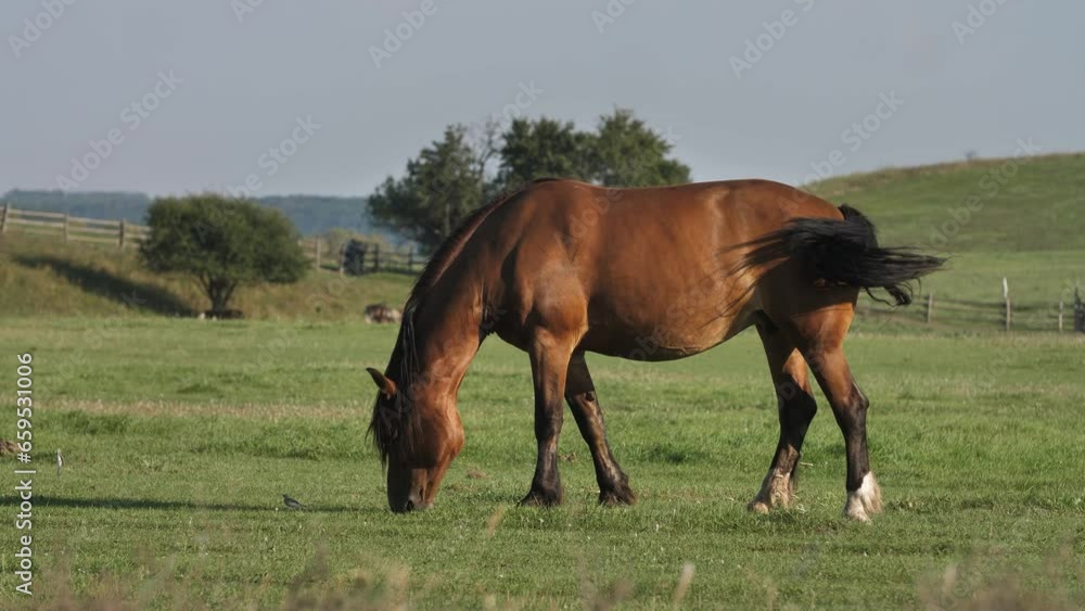 Portrait Chestnut Horse on Grazing Field Portrait Chestnut Horse on Grazing Field