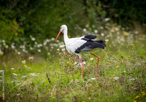 Beautiful white stork (Ciconia ciconia) walking through wild flowers