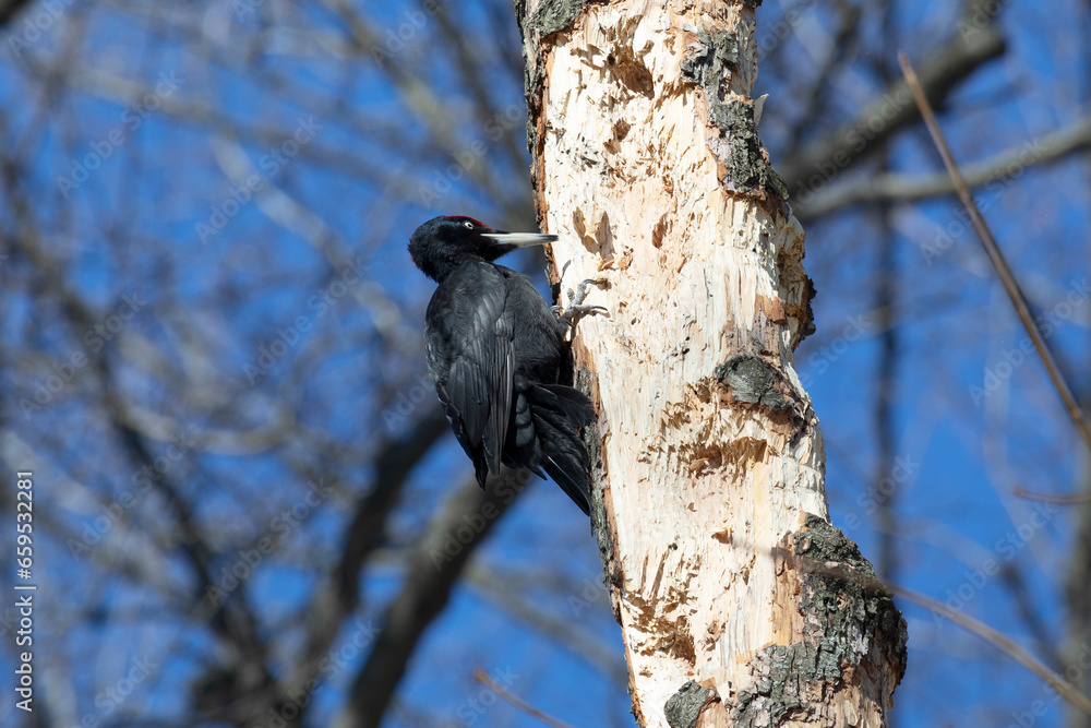 black woodpecker sits on a tree in the forest on a spring day and looks for insects black woodpecker sits on a tree in the forest on a spring day and looks for insects