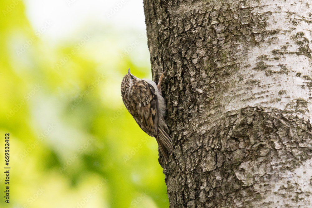 Eurasian treecreeper perched on a tree trunk Eurasian treecreeper perched on a tree trunk
