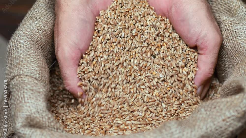 Grain-by-grain: Slow-motion capture of a farmer’s hand filling a jute sack with wheat. Grain-by-grain: Slow-motion capture of a farmer’s hand filling a jute sack with wheat.