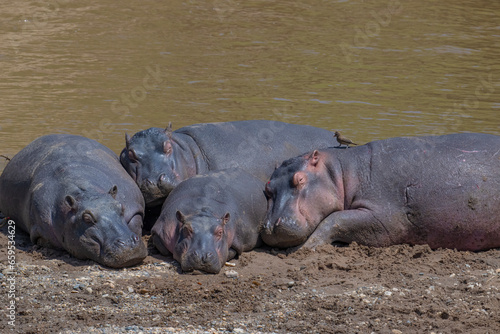 A group of Hippos resting on the banks of the Mara River, Masai Mara, Kenya