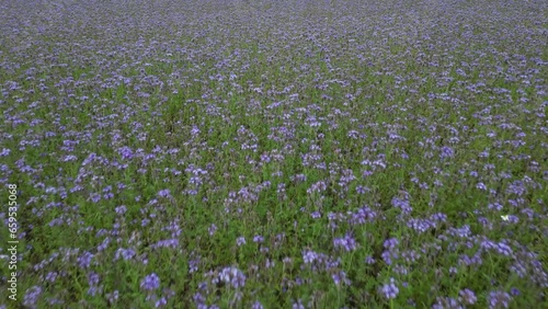 Felicia Amelloides or Blue Marguerite Field, Light Blue Color photo