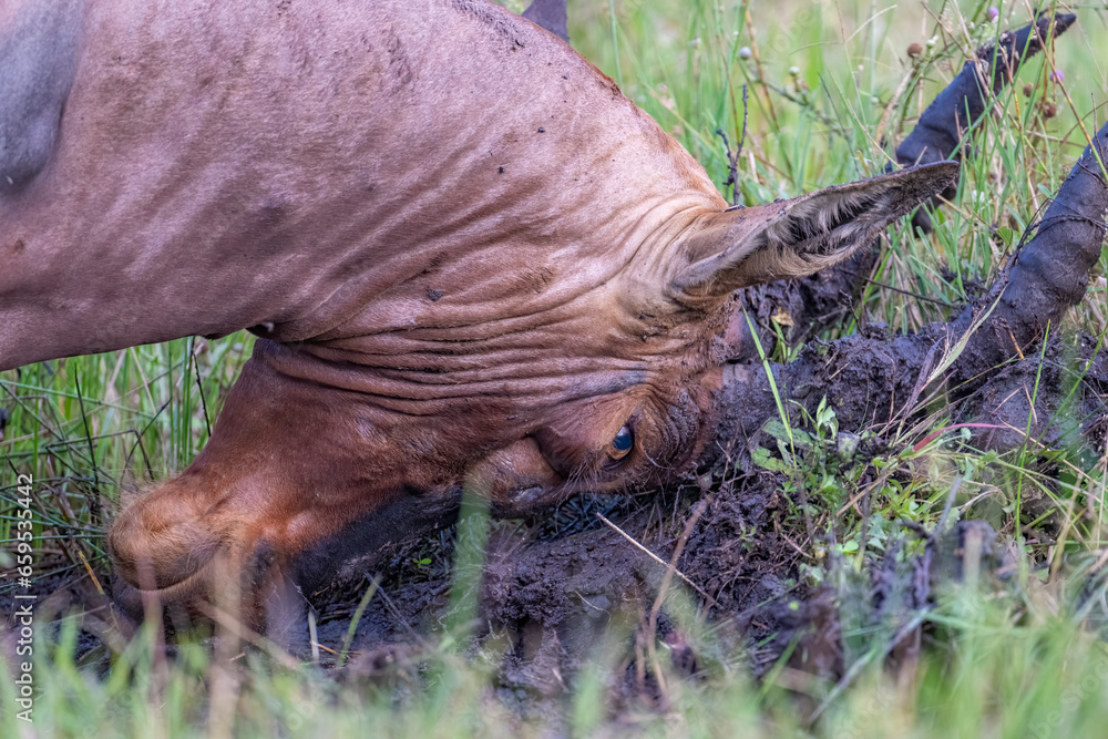 Topi wallowing in the mud to appear more dominant, Masai Mara, Kenya Topi wallowing in the mud to appear more dominant, Masai Mara, Kenya