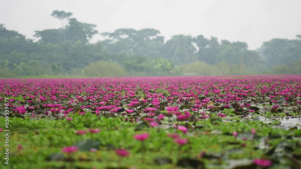 A lake brimming with water lilies, their delicate petals floating on the calm surface. The lush green lily pads create a vibrant contrast while the vibrant blooms dance in the gentle breeze. A lake brimming with water lilies, their delicate petals floating on the calm surface. The lush green lily pads create a vibrant contrast while the vibrant blooms dance in the gentle breeze.