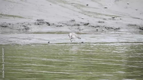 Eurasian curlew on the bank in the mangroves of Sundarbans photo