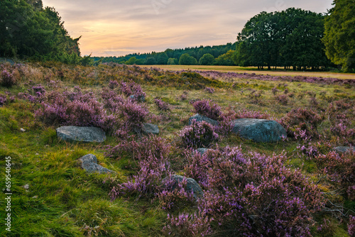 A gorgeous sunset on the Lunenburger Heath in Lower Saxony photo