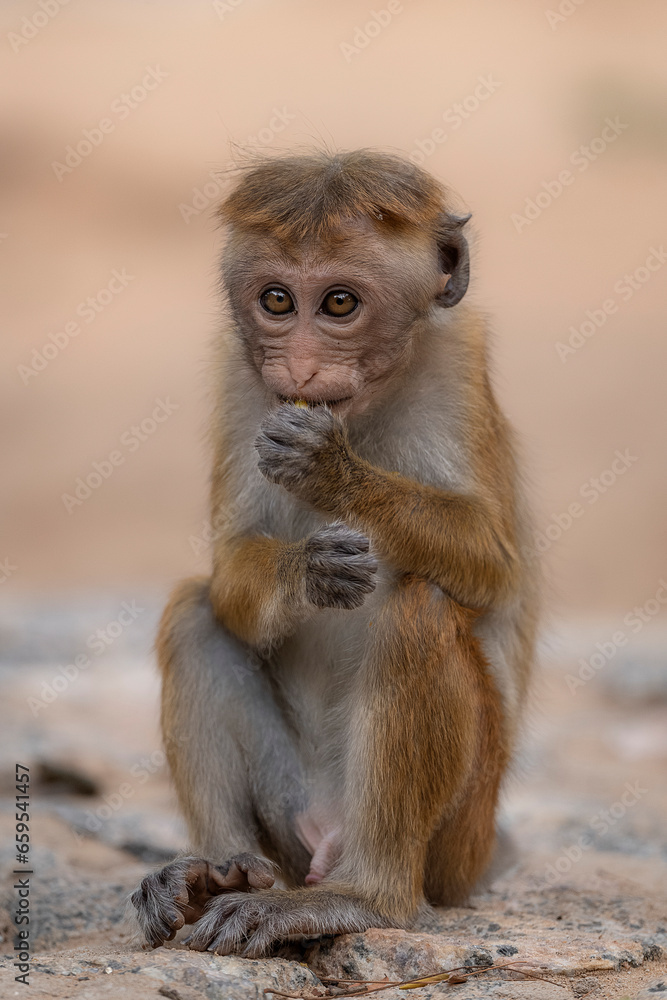 Toque macaque. Sri Lankan Monkey Toque macaque. Sri Lankan Monkey