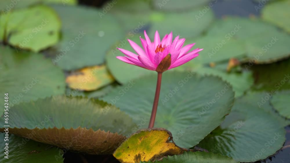 A lake brimming with water lilies, their delicate petals floating on the calm surface. The lush green lily pads create a vibrant contrast while the vibrant blooms dance in the gentle breeze. A lake brimming with water lilies, their delicate petals floating on the calm surface. The lush green lily pads create a vibrant contrast while the vibrant blooms dance in the gentle breeze.