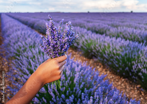 Fototapeta Naklejka Na Ścianę i Meble -  Bouquet of lavender in the hand  and lavender field in blossom at the background.
