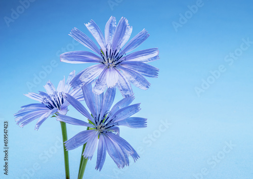 Tender chicory flowers close up on the blue background.