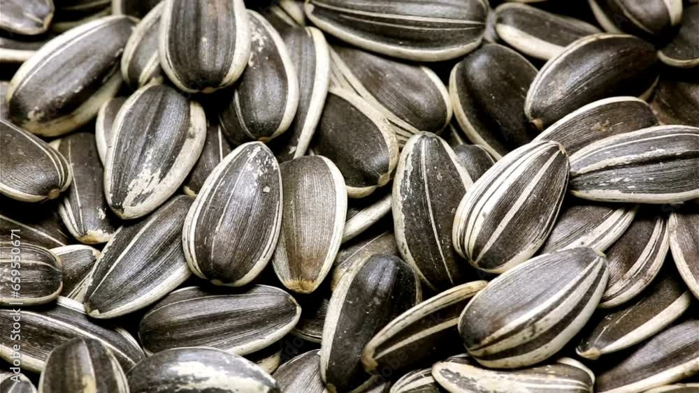 Dolly Shot Delight: 4K Close-Up of Sunflower Seeds - Nutty Goodness in Motion Dolly Shot Delight: 4K Close-Up of Sunflower Seeds - Nutty Goodness in Motion