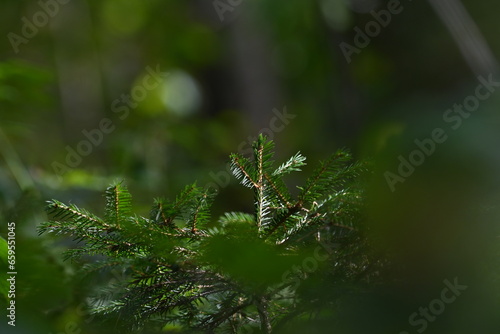 kleiner Tannenbaum im Wald