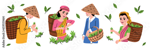 Tea Harvest with Indian and Chinese Man and Woman Gather Green Leaf in Basket on Plantation Vector Set