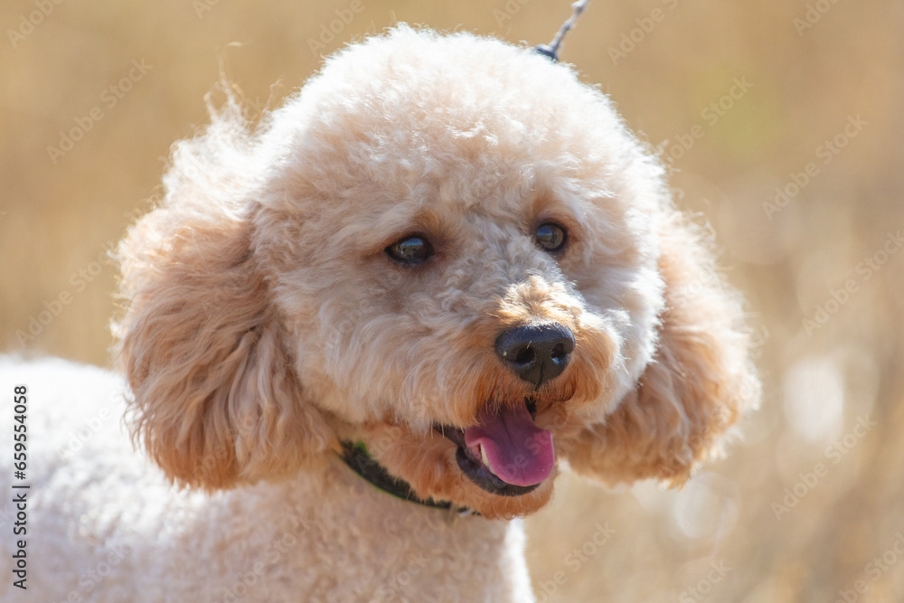 Portrait of a poodle dog on hay in a field Portrait of a poodle dog on hay in a field