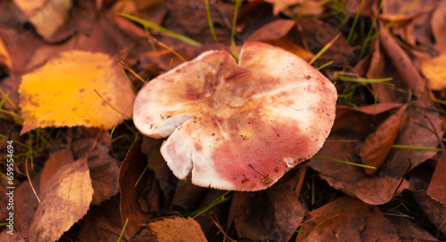 Russula mushroom in the ground in the forest in autumn