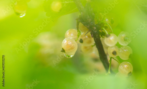 Yellow currant on plants. Close-up