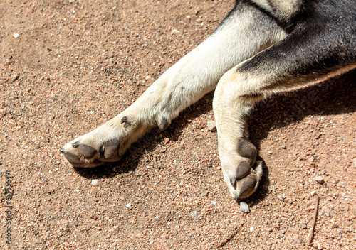 Paws of a dog lying on the road. Close-up