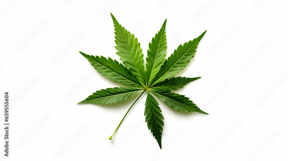 Cannabis leaf isolated on white background. Top view. Flat lay. Cannabis leaf isolated on white background. Top view. Flat lay.