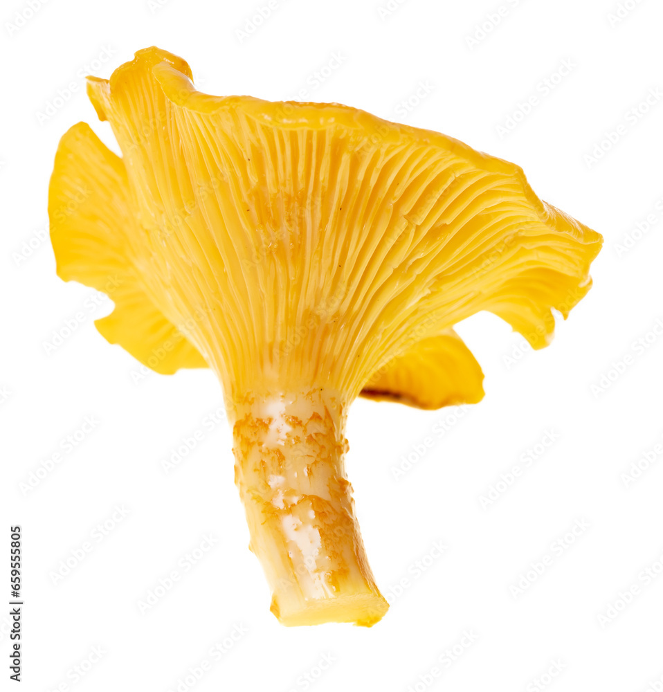 Yellow chanterelle mushrooms isolated on white background Yellow chanterelle mushrooms isolated on white background