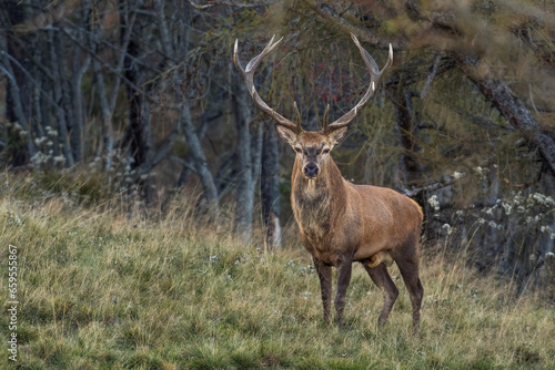 wild red deer stag (Cervus elaphus) standing in an alpine meadow with forest background at twilight, beautiful buck with perfectly symmetric antlers. Alps Mountains, Italy.