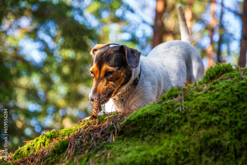 A Danish-Swedish farm dog chews on a pine cone in the forest
