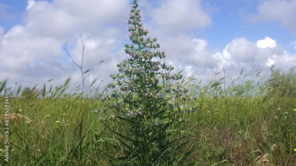 Bugloss, echium (Echium biebersteinii). Dry steppe with intensive grazing of cattle and sheep, but this plant is not eaten because it is highly poisonous. Kerch Peninsula, Crimea. Folk medicine plant Bugloss, echium (Echium biebersteinii). Dry steppe with intensive grazing of cattle and sheep, but this plant is not eaten because it is highly poisonous. Kerch Peninsula, Crimea. Folk medicine plant